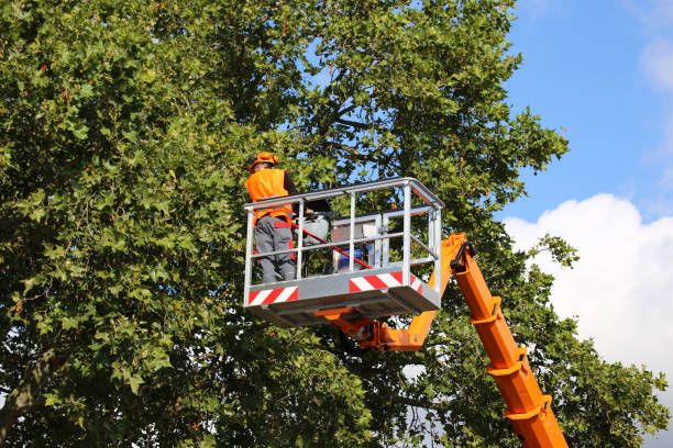 Dead Tree Removal in Pacheco, CA